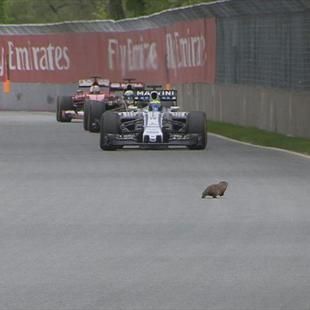 Track invader in Montreal a stark reminder of the tedium that has ...